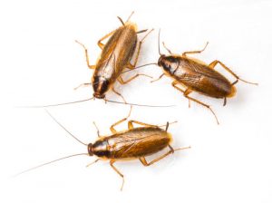 cockroach pest extermination