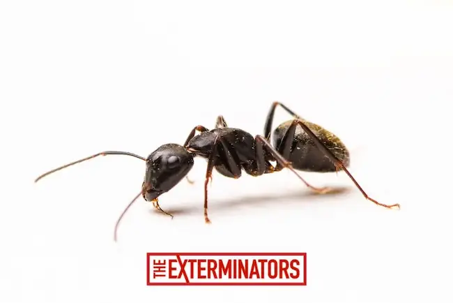 ant control bowmanville 1