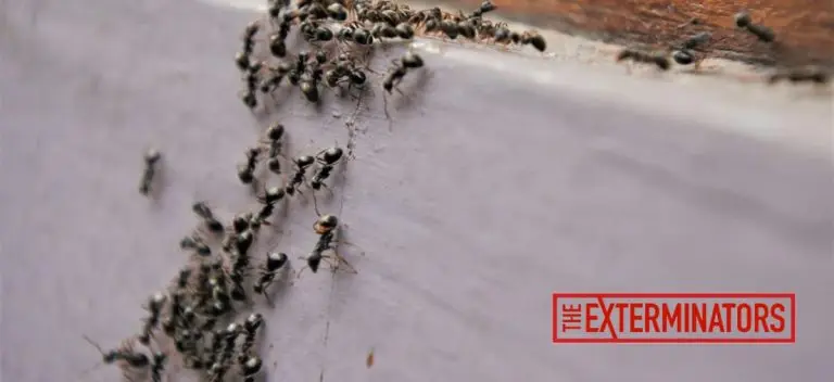 ant exterminator pest control bowmanville