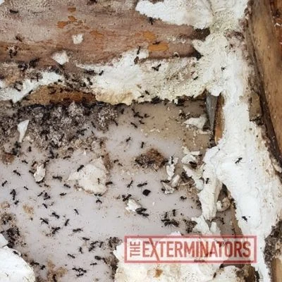 ants inspection bowmanville