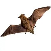 bat removal bowmanville