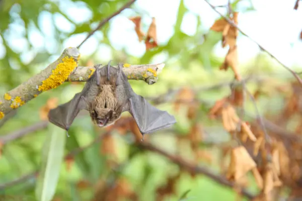 bat removal services bomanville