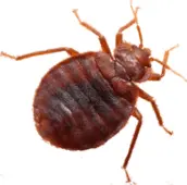 bed bug control bowmanville