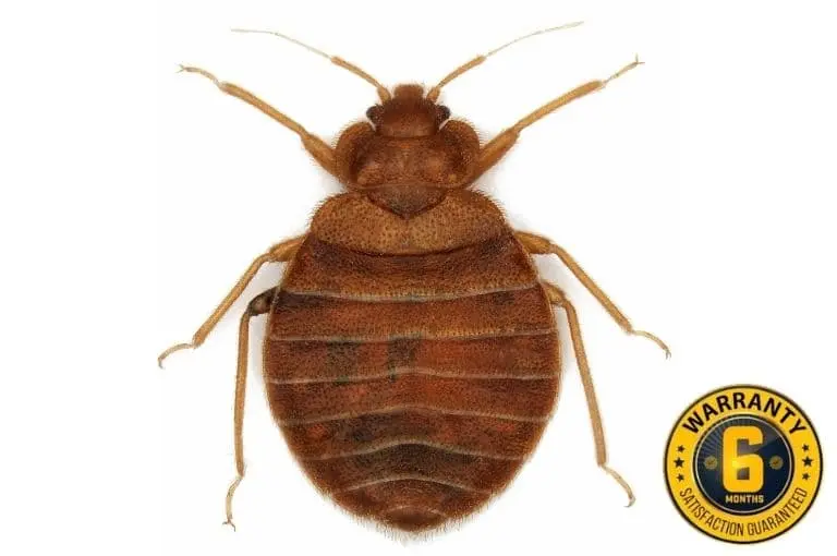 bed bug exterminator bowmanville 1
