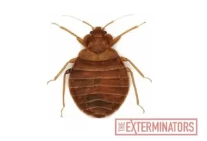 bed bug exterminator bowmanville