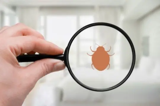 bed bug inspection bowmanville