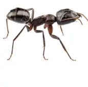 carpenter ant control bowmanville 1