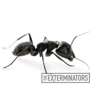 carpenter ant control bowmanville