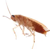 cockroach control bowmanville