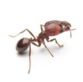 fire ant treatment bowmanville