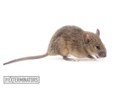 mice infestation bomanville