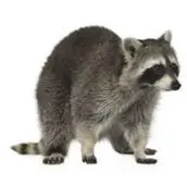 raccoon bowmanville