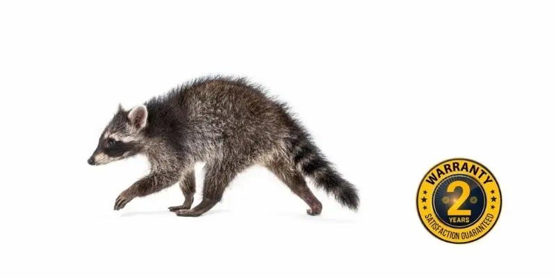 raccoon control bomanville