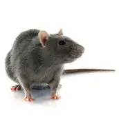 rat control bowmanville