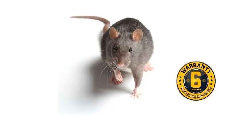 rat exterminator bowmanville 1
