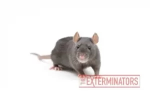 rat exterminator bowmanville