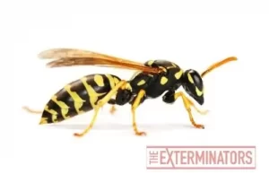 wasp removal bowmanville