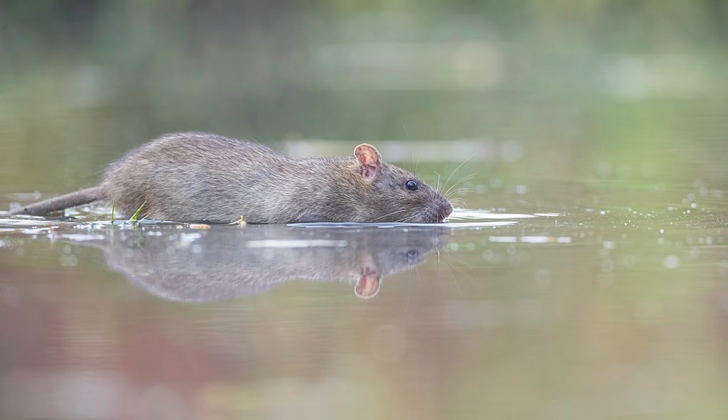 Addressing Rat Intrusions in Your Home