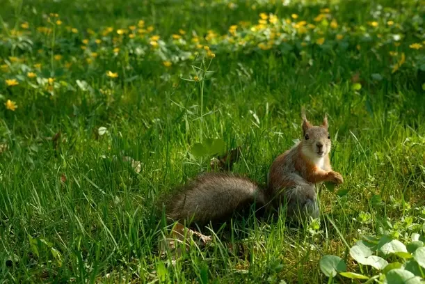 Battling Squirrel Shenanigans Preventing Squirrel Raids in Your Vegetable Garden