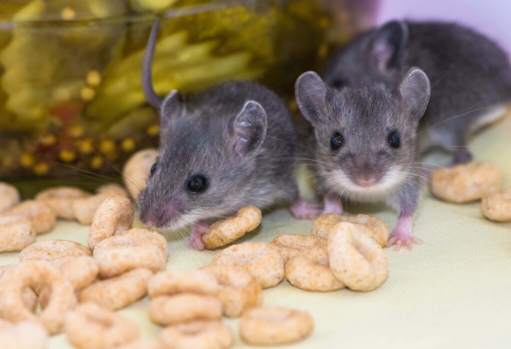 Beyond Traps and Baits Advanced Techniques in Mouse Extermination