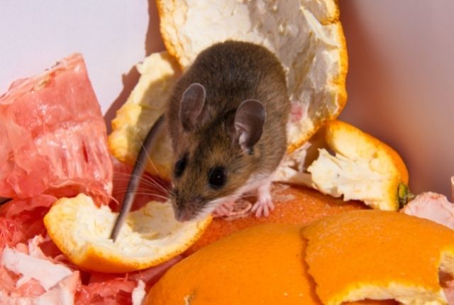 Essential Tips to Keep Homes Mouse Free