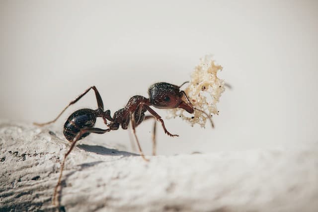 Expert Tips for Keeping Pavement Ants at Bay