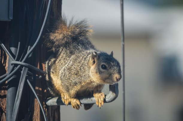 Exploring the Urban Wilderness Squirrel Adaptations for City Living