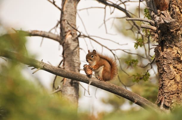 From Playful to Pest Understanding Squirrel Behavior and Conflict Triggers