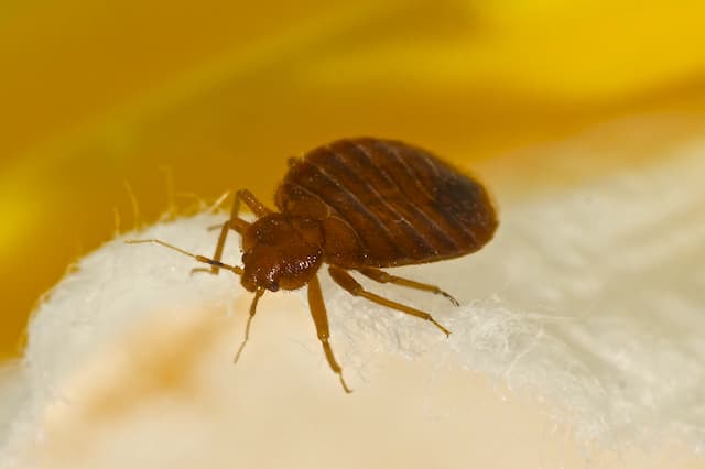 Guarding Your Haven Essential Steps for Bed Bug Prevention During Travel