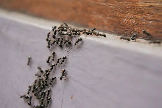 How To Identify A Carpenter Ant Infestation