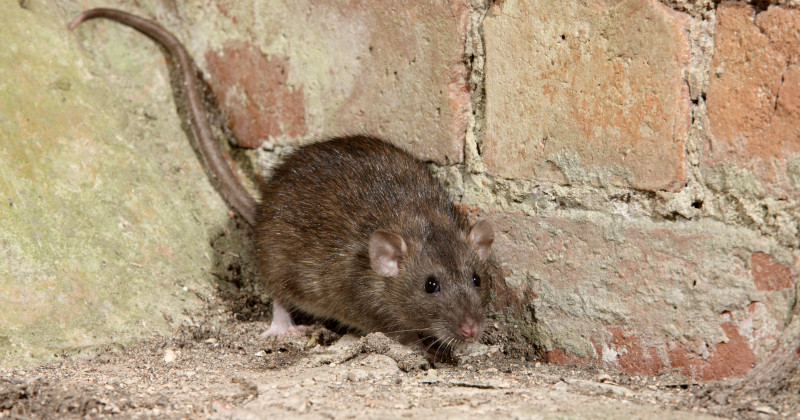 Identifying the Culprit Mouse or Rat