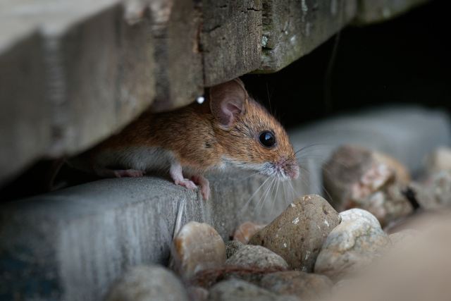 Invasion Unveiled Dealing with Full Blown Mouse Infestations