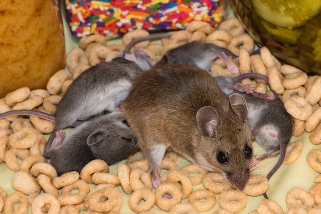 Mouse Moms and Babies Understanding House Mouse Reproduction Rates