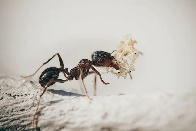 Pavement Ants Uncovering the Urban Invaders Creeping into Your Home