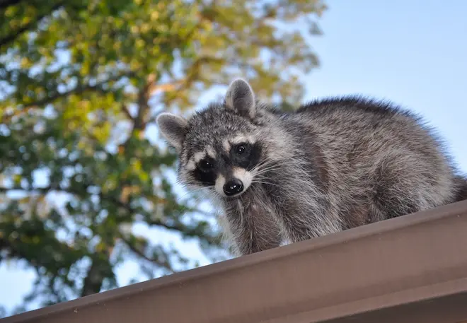 Raccoon IQ Outsmarting Urban Raccoons with Professional Removal