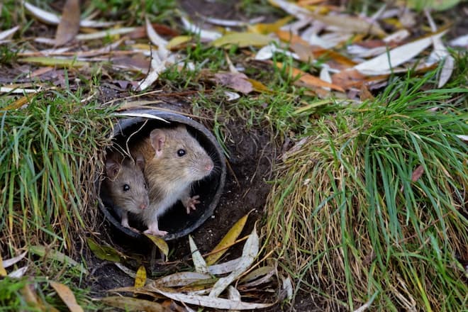 Rat Infestations Behind Walls Solutions