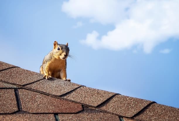 SOS (Squirrels on Site) The Importance of Professional Attic Squirrel Removal