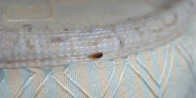 From Heat to Chemicals - Exploring the Science Behind Different Bed Bug Treatment Options