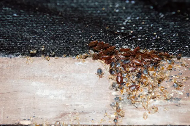 Sleep Easy Again The Ultimate Checklist for Preparing Your Home for Bed Bug Treatment