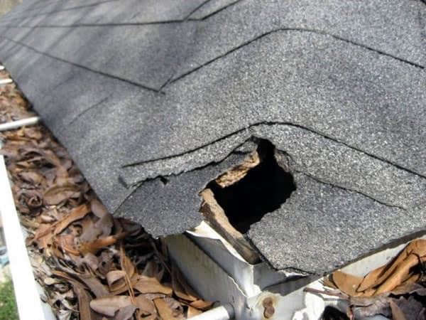 Squirrel Proofing Your Roof Practical Solutions to Preventing Squirrel Intrusions