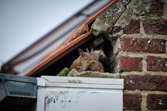 Tales from the Attic What Attracts Squirrels To Attics