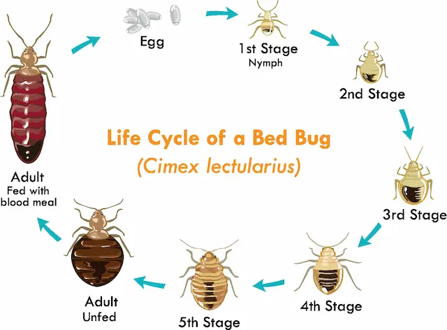 Understanding the Behavior and Life Cycle of Bed Bugs