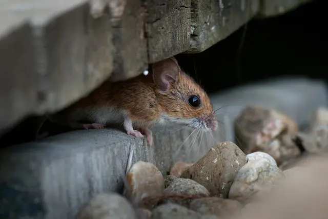 Unraveling House Mouse Secrets