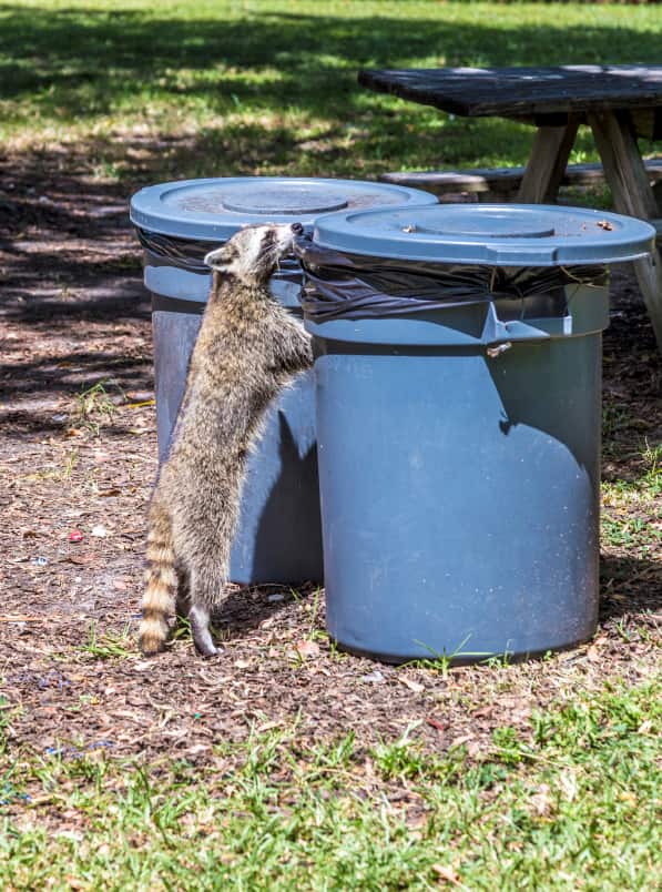 Urban Warriors The Role of Raccoon Removal Experts