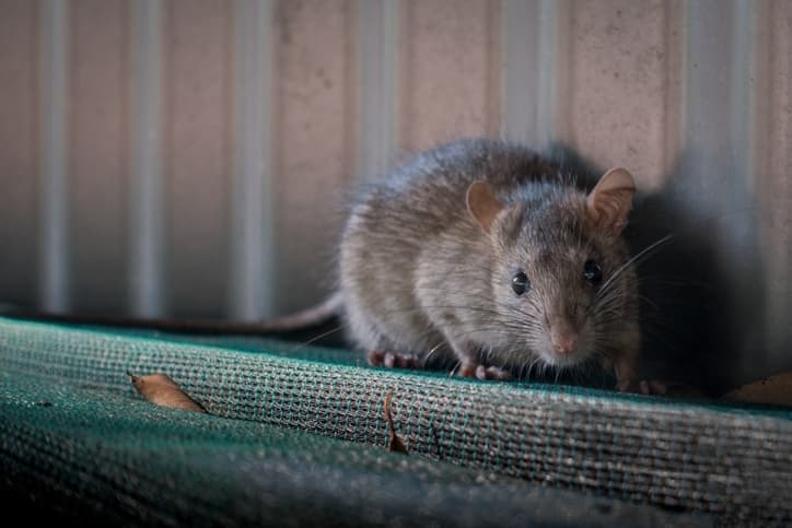 Can Mice Climb Walls and Into Your Attic
